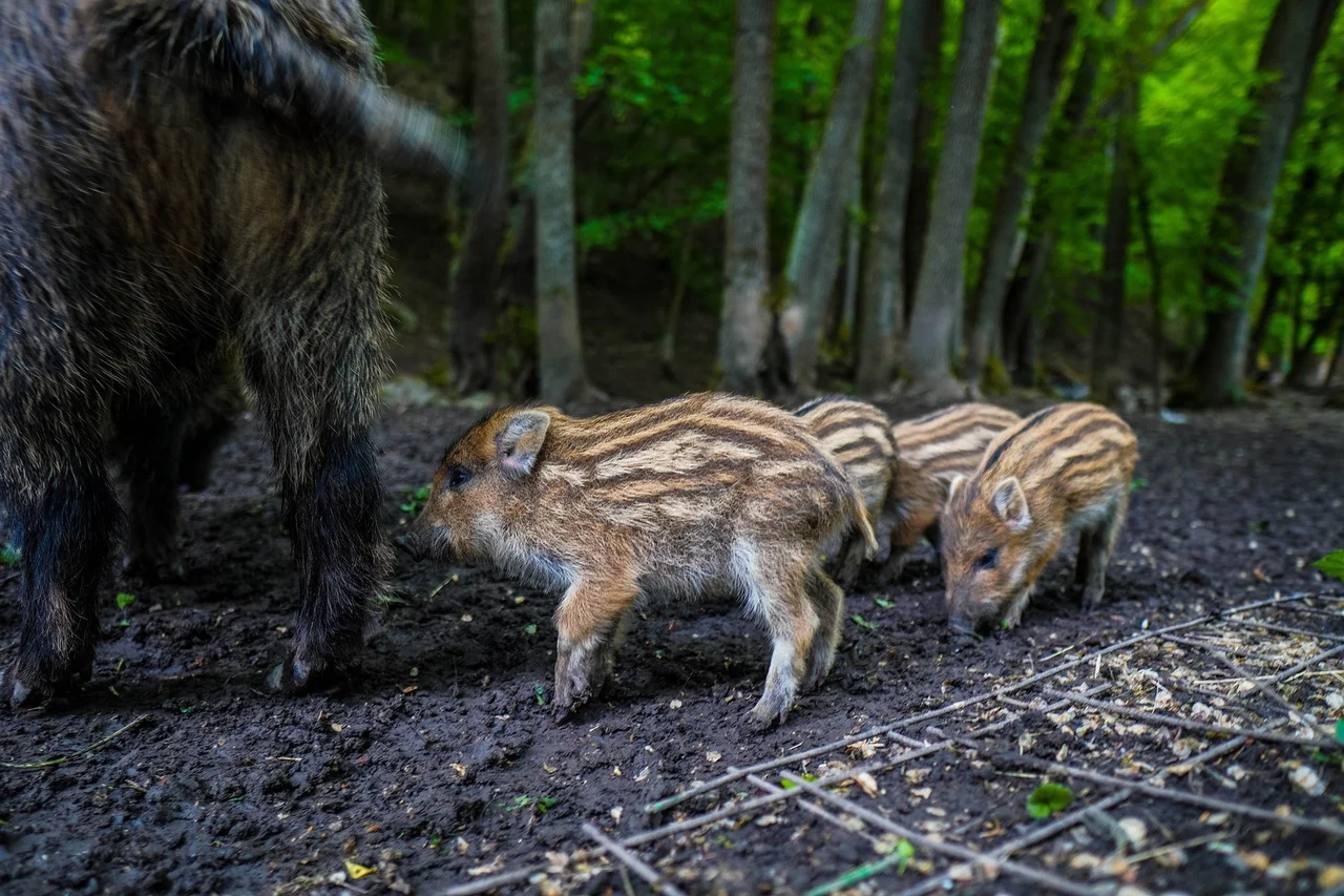 Tatrzański Zveropark